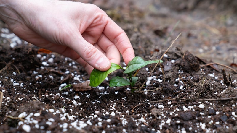 Im Pechgraben wurden die „Camellia sinensis“-Pflanzen gesetzt. (Bild: Teekellerei Combuchont/zweibaum)