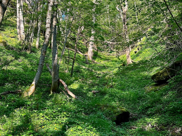 Das saftige Grün leuchtet beim Wandern entgegen.