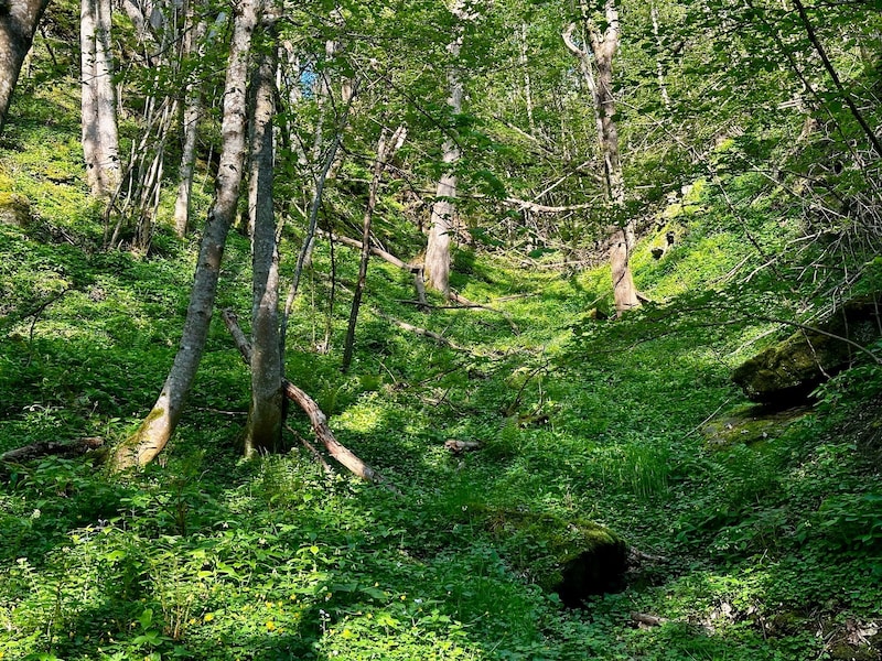 Das saftige Grün leuchtet beim Wandern entgegen. (Bild: Clara-Milena Steiner)
