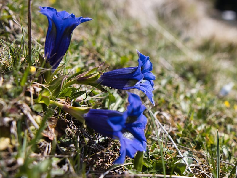 Farbenprächtige Blumen säumen die Wanderwege. (Bild: Weges)