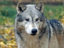 In Ischgl steht ein Wolf im Verdacht, mehrere Ziegen gerissen zu haben.