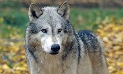 Der Wolf ist in der Steiermark seit Jahren Streitthema.