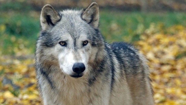 Der Wolf ist nach Österreich gekommen, um zu bleiben