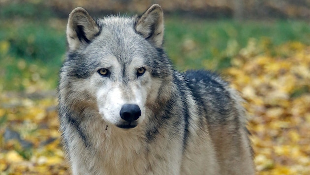 Der Wolf ist nach Österreich gekommen, um zu bleiben (Bild: Groh Klemens)