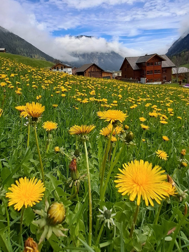 findet sich gleich zu Beginn der Wanderung eine Flut von Löwenzahn. (Bild: Bergauer Rubina)
