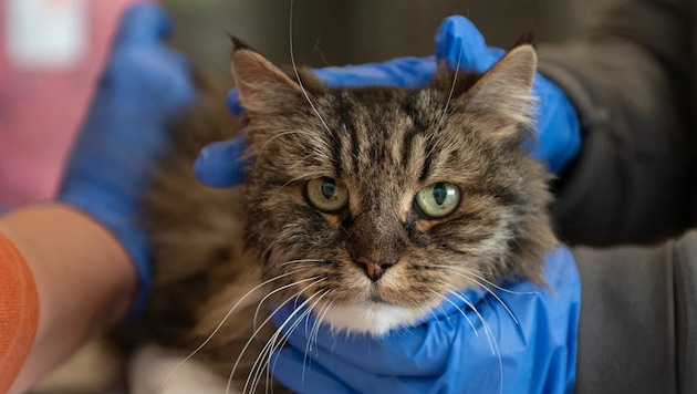 Katze „Mirage“ lebt nach dem Tod ihrer Besitzerin und ihres Besitzers in einem Tierheim.