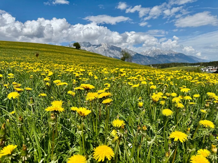 Auch die Löwenzahnwiesen werden einen Temperaturschock erleiden.