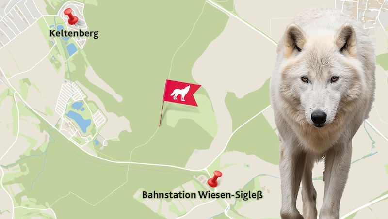 (Bild: Krone KREATIV/stock.adobe.com)