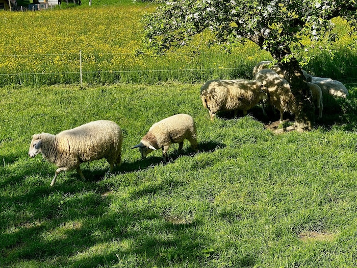 Während der Wanderung begegnet man immer wieder tierischen Begleitern.