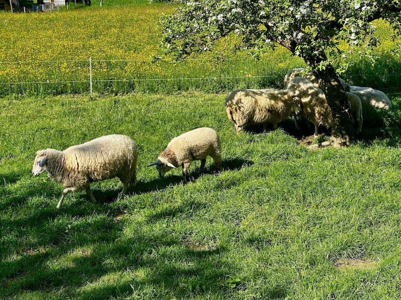 Während der Wanderung begegnet man immer wieder tierischen Begleitern. (Bild: Clara-Milena Steiner)