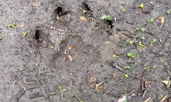 Der „Krone“ liegen Fotos dieses Abdrucks von Spuren auf einem Hohlweg im Waldgebiet zwischen Bad ...
