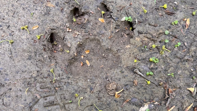 Der „Krone“ liegen Fotos dieses Abdrucks von Spuren auf einem Hohlweg im Waldgebiet zwischen Bad Sauerbrunn und Wiesen vor. (Bild: Grammer Karl)