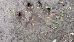 Der „Krone“ liegen Fotos dieses Abdrucks von Spuren auf einem Hohlweg im Waldgebiet zwischen Bad Sauerbrunn und Wiesen vor. (Bild: Grammer Karl)