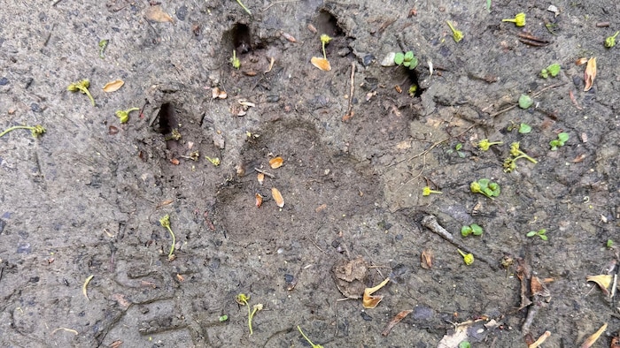 Die vor Kurzem entdeckten Spuren eines Wolfs.