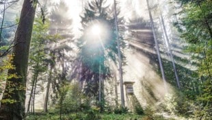 Wenigstens im Wald haben die Förster ihren Frieden – in der Verwaltung tobt der Streit. (Bild: www.naturschauspiel.at)