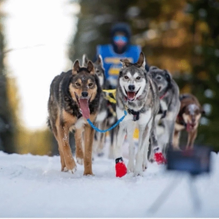 Alex Serdjukov und seine Hunde