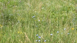 Wer dem Rasenmäher eine Pause gönnt, fördert die Natur. Die Artenvielfalt wird gefördert, ...