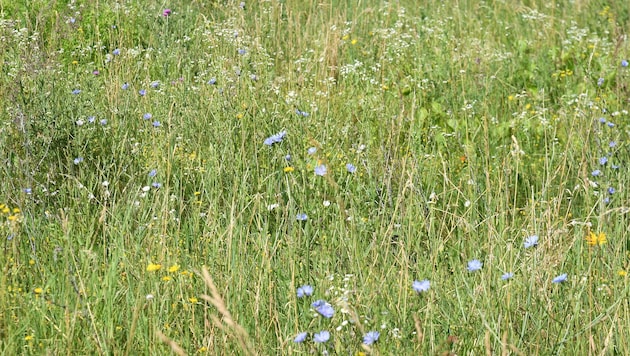 Wer dem Rasenmäher eine Pause gönnt, fördert die Natur. Die Artenvielfalt wird gefördert, Lebensräume für Insekten entstehen. (Bild: P. Huber)