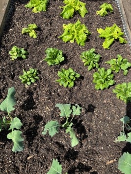 Eine frühere Ernte kann in Hochbeeten erzielt werden – bei Andreas Brunner aus Kraig wachsen Vogerlsalat, Kohlrabi und Salat. (Bild: Andreas Brunner)