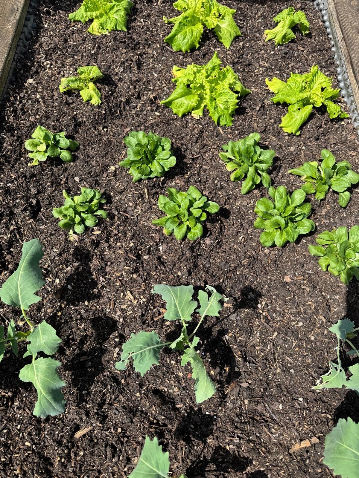 Eine frühere Ernte kann in Hochbeeten erzielt werden – bei Andreas Brunner aus Kraig wachsen Vogerlsalat, Kohlrabi und Salat. (Bild: Andreas Brunner) Eine frühere Ernte kann in Hochbeeten erzielt werden – bei Andreas Brunner aus Kraig wachsen Vogerlsalat, Kohlrabi und Salat. (Bild: Andreas Brunner)
