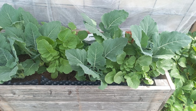 Meine Idealvorstellung vom Gartenglück: Eine reiche Ernte aus den eigens gebauten Hochbeeten.