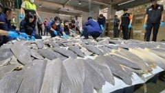 Haiflossen gelten als Delikatesse. (Bild: EPA/CUSTOMS DEPARTMENT HANDOUT)