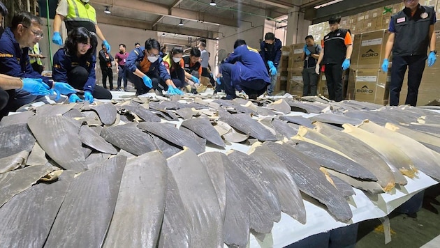 Haiflossen gelten als Delikatesse. (Bild: EPA/CUSTOMS DEPARTMENT HANDOUT)