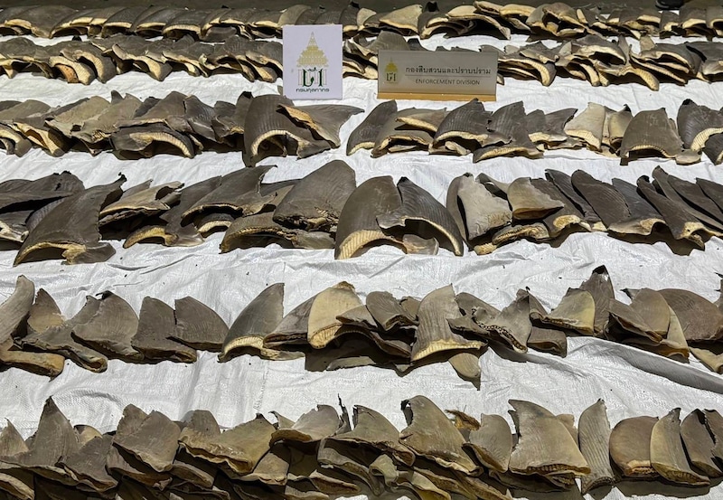 Gute 100 Kilogramm wiegen die 402 Haiflossen, ihr Wert beträgt umgerechnet rund 53.000 Euro.  (Bild: EPA/CUSTOMS DEPARTMENT HANDOUT)