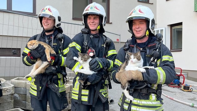 Die Feuerwehr konnte die Katzen aus dem Wohnhaus retten. (Bild: Bkfdo Amstetten / Waidhofen/Ybbs-Stadt)