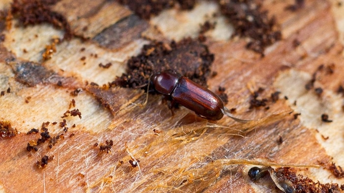 Der Borkenkäfer zerstört die Wälder.