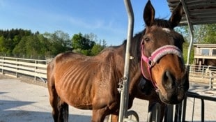 Die verwahrlosten Tiere waren nun im Zuge einer Razzia im Bezirk Neunkirchen beschlagnahmt worden.  (Bild: PFOTENHILFE)