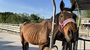 Die verwahrlosten Tiere waren nun im Zuge einer Razzia im Bezirk Neunkirchen beschlagnahmt worden.  (Bild: PFOTENHILFE)