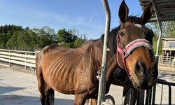 Die verwahrlosten Tiere waren nun im Zuge einer Razzia im Bezirk Neunkirchen beschlagnahmt ...