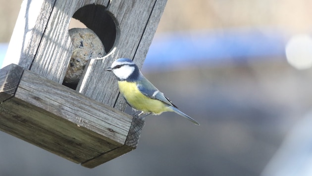 (Bild: Jöchl Martin)