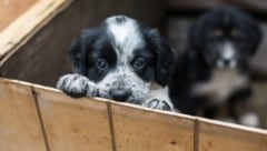 Mit Hundewelpen werden leider noch immer illegale Geschäfte gemacht (Symbolbild)
