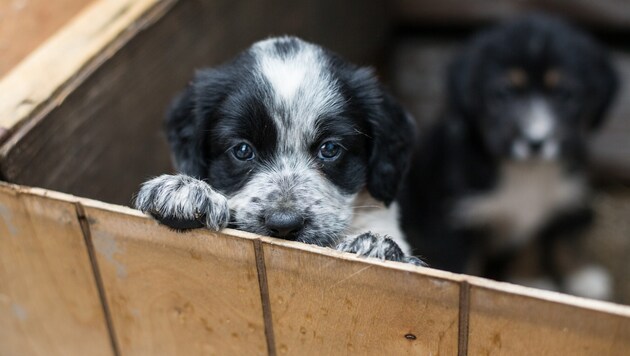 Mit Hundewelpen werden leider noch immer illegale Geschäfte gemacht (Symbolbild)