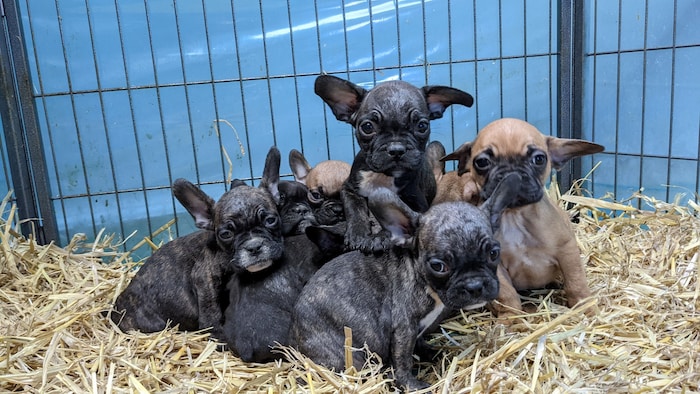 Laut Berechnungen von „Vier Pfoten“ beträgt der Marktwert des Bedarfs an Hunden in Österreich cirka 54 Millionen Euro. Davon ist der Handel mit Hunden aus unbekannten Quellen mindestens 38 Millionen Euro wert. 