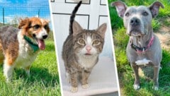 Hündin Nina, eine Findlingskatze oder Pit Bull Safira, sie alle suchen einen schönen Platz zum ...
