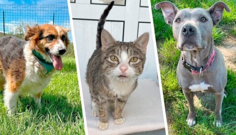 Hündin Nina, eine Findlingskatze oder Pit Bull Safira, sie alle suchen einen schönen Platz zum Leben. (Bild: Krone KREATIV/Tierheim Linz (2), Pfotenhilfe Lochen (1))