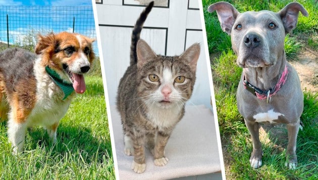 Hündin Nina, eine Findlingskatze oder Pit Bull Safira, sie alle suchen einen schönen Platz zum Leben. (Bild: Krone KREATIV/Tierheim Linz (2), Pfotenhilfe Lochen (1))