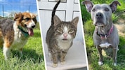 Hündin Nina, eine Findlingskatze oder Pit Bull Safira, sie alle suchen einen schönen Platz zum Leben. (Bild: Krone KREATIV/Tierheim Linz (2), Pfotenhilfe Lochen (1))