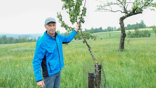 Die seelische Anspannung ist ihm ins Gesicht geschrieben. Landwirt Josef Stirmayr (61) zeigt, wie die Übeltäter seine Obstbäume ruiniert haben. (Bild: Horst Einöder/Flashpictures)