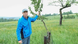 Es war für ihn wie ein Schlag ins Gesicht: Bauer Josef Stirmayr (61) aus Gramastetten zeigt seinen aus purer Boshaftigkeit geschändeten Obstgarten. Die Vandalen schnitten 24 junge Apfel- und Birnbäume um, ließen die Überreste liegen. (Bild: Horst Einöder/Flashpictures)