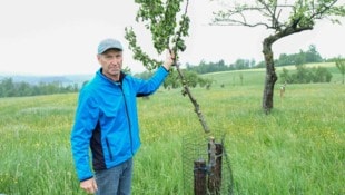 Es war für ihn wie ein Schlag ins Gesicht: Bauer Josef Stirmayr (61) aus Gramastetten zeigt seinen aus purer Boshaftigkeit geschändeten Obstgarten. Die Vandalen schnitten 24 junge Apfel- und Birnbäume um, ließen die Überreste liegen. (Bild: Horst Einöder/Flashpictures)