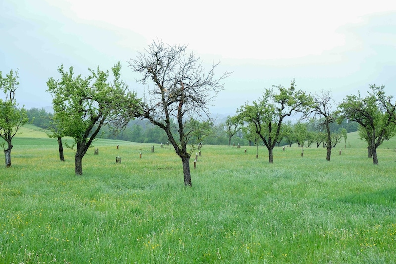 Der Obstgarten in Lichtenhag mit den abgeschnitteten Jungbäumen. (Bild: Horst Einöder/Flashpictures)