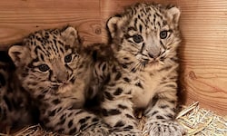 Noch sind sie namenlos: Ende März kamen die Schneeleoparden-Babys im Salzburger Zoo auf die Welt