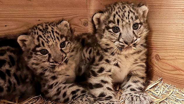 Noch sind sie namenlos: Ende März kamen die Schneeleoparden-Babys im Salzburger Zoo auf die Welt (Bild: Zoo Salzburg)