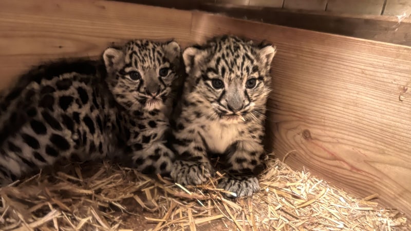 Ein Herz und eine Seele: Links das Weibchen, rechts ihr Bruder. (Bild: Zoo Salzburg)