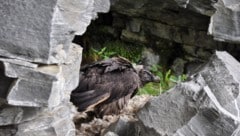 Auch die Bartgeier werden im Nationalpark-Gebiet unter die Lupe genommen. Seit Jahren finden ...