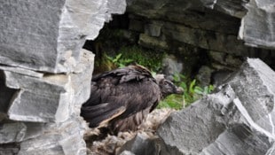 Auch die Bartgeier werden im Nationalpark-Gebiet unter die Lupe genommen. Seit Jahren finden Monitorings statt, die nun jeder Online verfolgen kann. (Bild: NPHT)